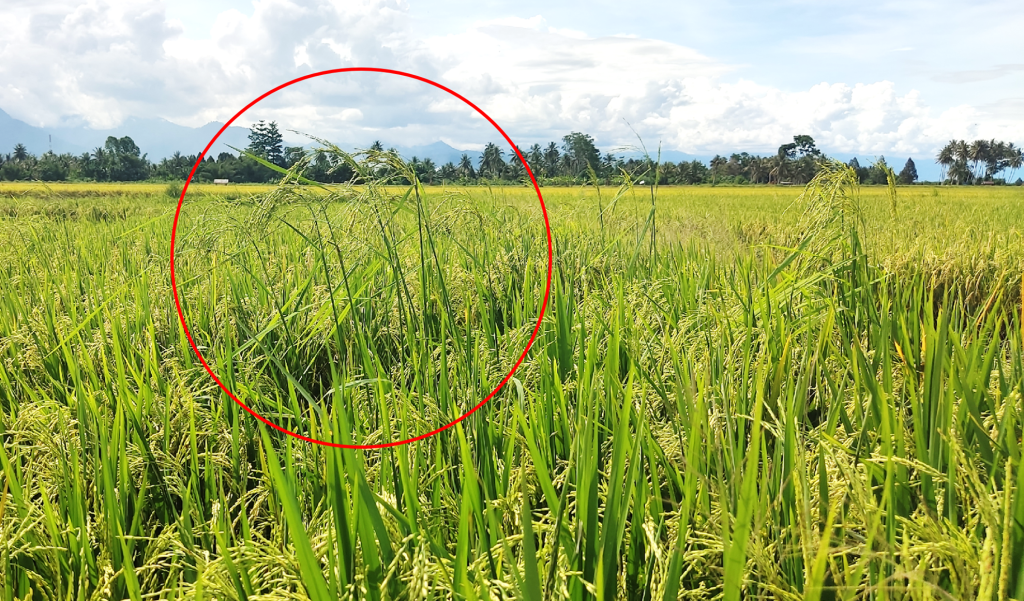 Gambar padi setan atau Gulma yang tumbuh menyerupai padi