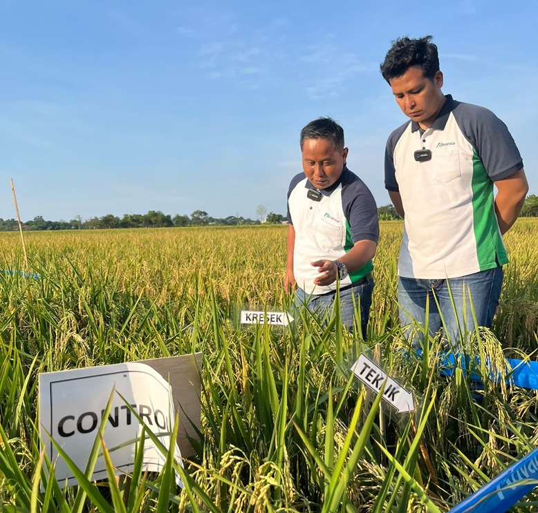 Bang Narji di lahan padi Bersama tim Advansia Indotani