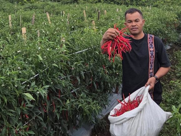 Kisah Sukses Petani Cabai di Sumatera Utara: Panen Lebih Banyak dengan Perawatan Tepat