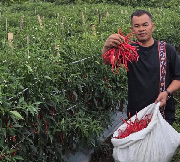 Kisah Sukses Petani Cabai di Sumatera Utara: Panen Lebih Banyak dengan Perawatan Tepat