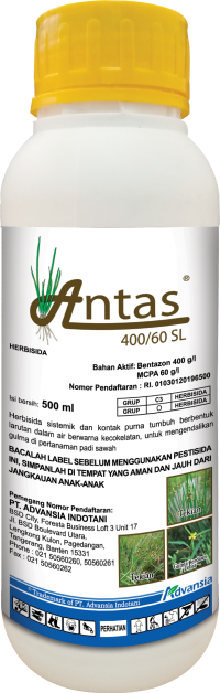 Antas 500ml 2023